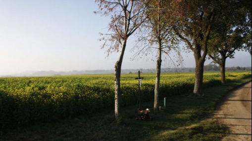 Schapendrijven